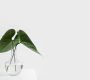 Photo Elegant design